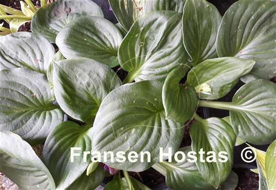 Hosta George Impler